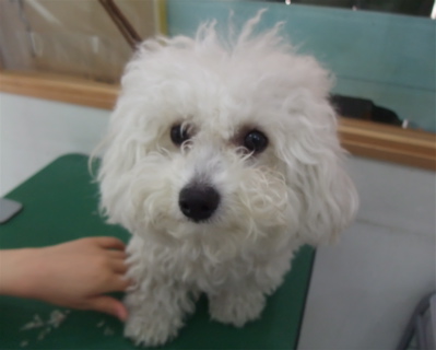 ビションフリーゼ トリミング カット ビションカット おにぎりカット フントヒュッテ hundehutte 東京 文京区 トリミングサロン シャンプー 1