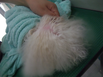 ビションフリーゼ トリミング カット ビションカット おにぎりカット フントヒュッテ hundehutte 東京 文京区 トリミングサロン シャンプー 8