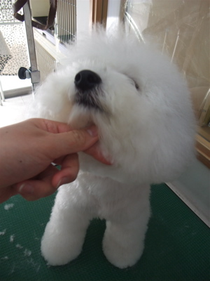 ビションフリーゼ トリミング カット ビションカット おにぎりカット フントヒュッテ hundehutte 東京 文京区 トリミングサロン シャンプー 11