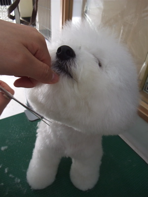 ビションフリーゼ トリミング カット ビションカット おにぎりカット フントヒュッテ hundehutte 東京 文京区 トリミングサロン シャンプー 12