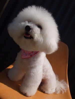 ビションフリーゼ トリミング カット ビションカット おにぎりカット フントヒュッテ hundehutte 東京 文京区 トリミングサロン シャンプー 13