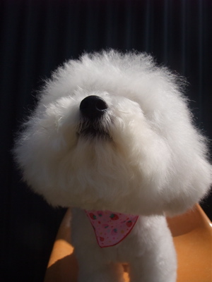 ビションフリーゼ トリミング カット ビションカット おにぎりカット フントヒュッテ hundehutte 東京 文京区 トリミングサロン シャンプー 14