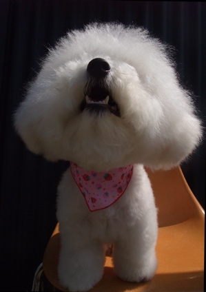 ビションフリーゼ トリミング カット ビションカット おにぎりカット フントヒュッテ hundehutte 東京 文京区 トリミングサロン シャンプー 15