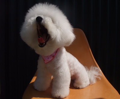 ビションフリーゼ トリミング カット ビションカット おにぎりカット フントヒュッテ hundehutte 東京 文京区 トリミングサロン シャンプー 16