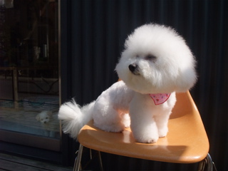 ビションフリーゼ トリミング カット ビションカット おにぎりカット フントヒュッテ hundehutte 東京 文京区 トリミングサロン シャンプー 17