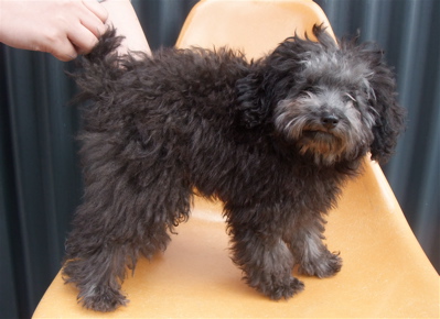 プードル シルバー トリミング カット フントヒュッテ hundehutte 東京 文京区 こいぬ情報 仔犬情報 子犬情報 トリミングサロン 1