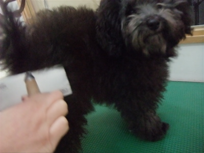 プードル シルバー トリミング カット フントヒュッテ hundehutte 東京 文京区 こいぬ情報 仔犬情報 子犬情報 トリミングサロン 3