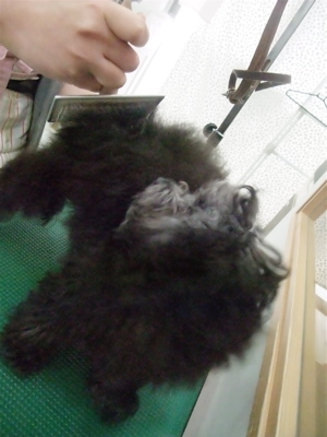 プードル シルバー トリミング カット フントヒュッテ hundehutte 東京 文京区 こいぬ情報 仔犬情報 子犬情報 トリミングサロン 4