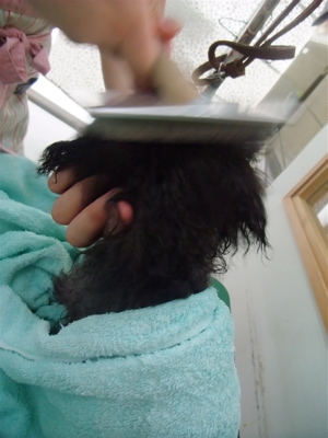 プードル シルバー トリミング カット フントヒュッテ hundehutte 東京 文京区 こいぬ情報 仔犬情報 子犬情報 トリミングサロン 10