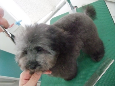 プードル シルバー トリミング カット フントヒュッテ hundehutte 東京 文京区 こいぬ情報 仔犬情報 子犬情報 トリミングサロン 11