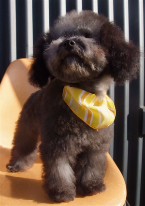 プードル シルバー トリミング カット フントヒュッテ hundehutte 東京 文京区 こいぬ情報 仔犬情報 子犬情報 トリミングサロン 12