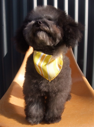 プードル シルバー トリミング カット フントヒュッテ hundehutte 東京 文京区 こいぬ情報 仔犬情報 子犬情報 トリミングサロン 14