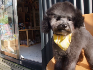 プードル シルバー トリミング カット フントヒュッテ hundehutte 東京 文京区 こいぬ情報 仔犬情報 子犬情報 トリミングサロン 15