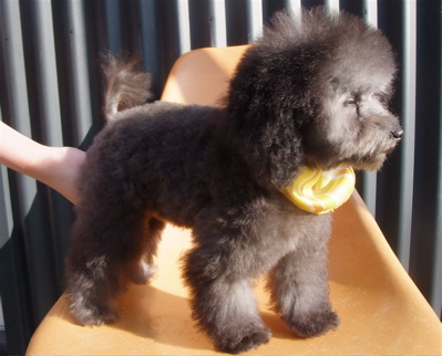 プードル シルバー トリミング カット フントヒュッテ hundehutte 東京 文京区 こいぬ情報 仔犬情報 子犬情報 トリミングサロン 17