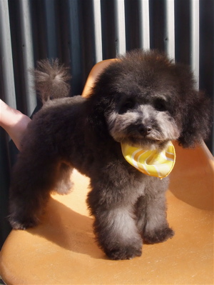 プードル シルバー トリミング カット フントヒュッテ hundehutte 東京 文京区 こいぬ情報 仔犬情報 子犬情報 トリミングサロン 18