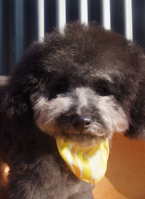 プードル シルバー トリミング カット フントヒュッテ hundehutte 東京 文京区 こいぬ情報 仔犬情報 子犬情報 トリミングサロン 19