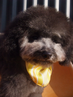 プードル シルバー トリミング カット フントヒュッテ hundehutte 東京 文京区 こいぬ情報 仔犬情報 子犬情報 トリミングサロン 20