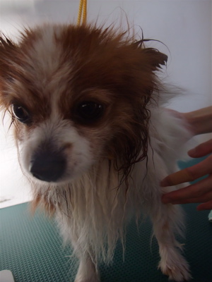 パピヨン トリミング シャンプー 部分カット フントヒュッテ hundehutte 東京 文京区 トリミングサロン 1