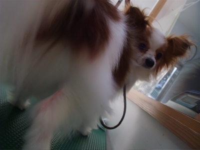 パピヨン トリミング シャンプー 部分カット フントヒュッテ hundehutte 東京 文京区 トリミングサロン 2