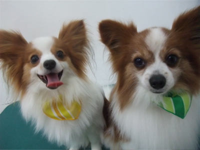 パピヨン トリミング シャンプー 部分カット フントヒュッテ hundehutte 東京 文京区 トリミングサロン 4