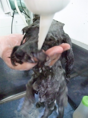 プードル トイプー シルバー トリミング カット シャンプー フントヒュッテ hundehutte 東京 文京区 こいぬ情報 仔犬情報 子犬情報 トリミングサロン 1.jpg