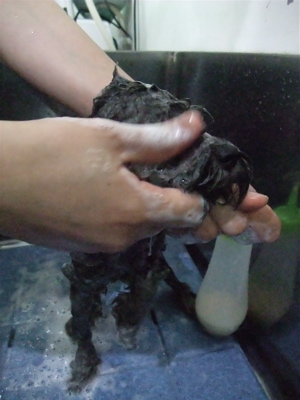 プードル トイプー シルバー トリミング カット シャンプー フントヒュッテ hundehutte 東京 文京区 こいぬ情報 仔犬情報 子犬情報 トリミングサロン 2.jpg