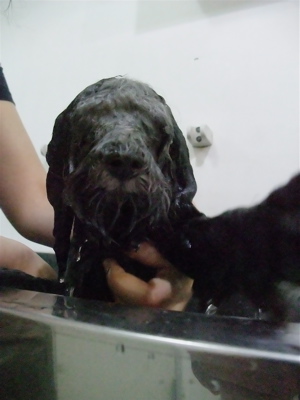 プードル トイプー シルバー トリミング カット シャンプー フントヒュッテ hundehutte 東京 文京区 こいぬ情報 仔犬情報 子犬情報 トリミングサロン 6.jpg