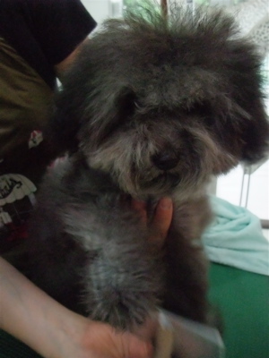 プードル トイプー シルバー トリミング カット シャンプー フントヒュッテ hundehutte 東京 文京区 こいぬ情報 仔犬情報 子犬情報 トリミングサロン 9.jpg