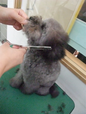 プードル トイプー シルバー トリミング カット シャンプー フントヒュッテ hundehutte 東京 文京区 こいぬ情報 仔犬情報 子犬情報 トリミングサロン 10.jpg