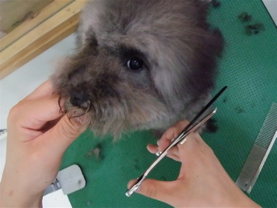 プードル トイプー シルバー トリミング カット シャンプー フントヒュッテ hundehutte 東京 文京区 こいぬ情報 仔犬情報 子犬情報 トリミングサロン 11.jpg