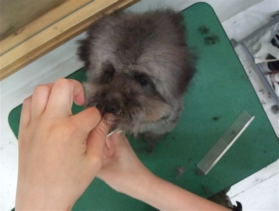 プードル トイプー シルバー トリミング カット シャンプー フントヒュッテ hundehutte 東京 文京区 こいぬ情報 仔犬情報 子犬情報 トリミングサロン 12.jpg