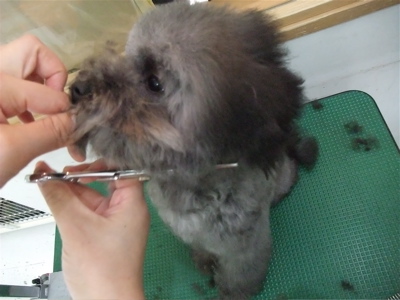 プードル トイプー シルバー トリミング カット シャンプー フントヒュッテ hundehutte 東京 文京区 こいぬ情報 仔犬情報 子犬情報 トリミングサロン 13.jpg
