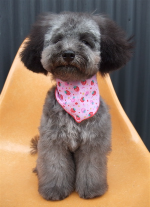 プードル トイプー シルバー トリミング カット シャンプー フントヒュッテ hundehutte 東京 文京区 こいぬ情報 仔犬情報 子犬情報 トリミングサロン 15.jpg