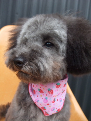 プードル トイプー シルバー トリミング カット シャンプー フントヒュッテ hundehutte 東京 文京区 こいぬ情報 仔犬情報 子犬情報 トリミングサロン 16.jpg