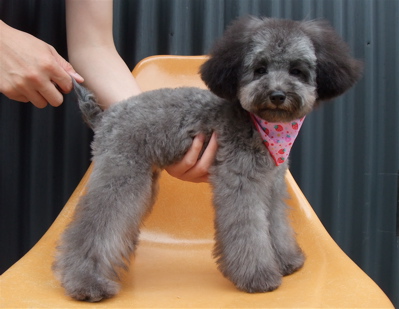 プードル トイプー シルバー トリミング カット シャンプー フントヒュッテ hundehutte 東京 文京区 こいぬ情報 仔犬情報 子犬情報 トリミングサロン 17.jpg