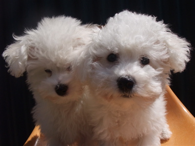 ビションフリーゼ こいぬ情報 子犬情報 仔犬情報 東京 文京区 駒込 フントヒュッテ hundehutte トリミングサロン ビションカット アフロ おにぎりヘアー 15.jpg