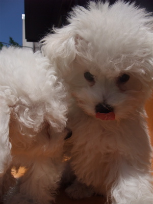 ビションフリーゼ こいぬ情報 子犬情報 仔犬情報 東京 文京区 駒込 フントヒュッテ hundehutte トリミングサロン ビションカット アフロ おにぎりヘアー 16.jpg
