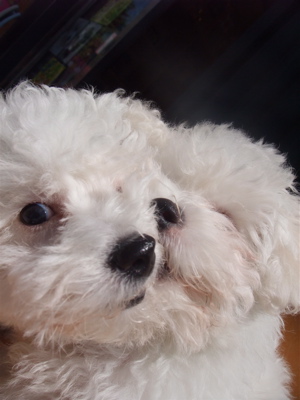 ビションフリーゼ こいぬ情報 子犬情報 仔犬情報 東京 文京区 駒込 フントヒュッテ hundehutte トリミングサロン ビションカット アフロ おにぎりヘアー 17.jpg