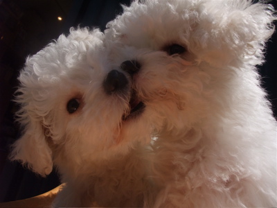 ビションフリーゼ こいぬ情報 子犬情報 仔犬情報 東京 文京区 駒込 フントヒュッテ hundehutte トリミングサロン ビションカット アフロ おにぎりヘアー 18.jpg