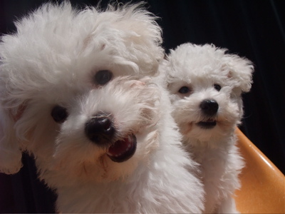 ビションフリーゼ こいぬ情報 子犬情報 仔犬情報 東京 文京区 駒込 フントヒュッテ hundehutte トリミングサロン ビションカット アフロ おにぎりヘアー 19.jpg
