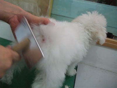 ビションフリーゼ こいぬ情報 子犬情報 仔犬情報 東京 文京区 駒込 フントヒュッテ hundehutte トリミングサロン ビションカット アフロ おにぎりヘアー 39.jpg