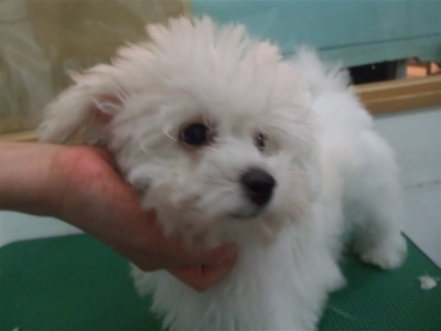 ビションフリーゼ こいぬ情報 子犬情報 仔犬情報 東京 文京区 駒込 フントヒュッテ hundehutte トリミングサロン ビションカット アフロ おにぎりヘアー 40.jpg