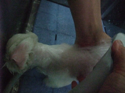 ビションフリーゼ こいぬ情報 子犬情報 仔犬情報 東京 文京区 駒込 フントヒュッテ hundehutte トリミングサロン ビションカット アフロ おにぎりヘアー 42.jpg