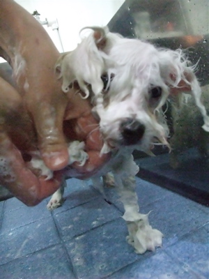 ビションフリーゼ こいぬ情報 子犬情報 仔犬情報 東京 文京区 駒込 フントヒュッテ hundehutte トリミングサロン ビションカット アフロ おにぎりヘアー 43.jpg