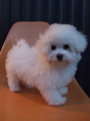 ビションフリーゼ こいぬ情報 子犬情報 仔犬情報 東京 文京区 駒込 フントヒュッテ hundehutte トリミングサロン ビションカット アフロ おにぎりヘアー 45.jpg