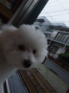 ビションフリーゼ こいぬ情報 子犬情報 仔犬情報 東京 文京区 駒込 フントヒュッテ hundehutte トリミングサロン ビションカット アフロ おにぎりヘアー 77.jpg