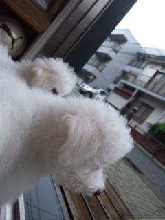 ビションフリーゼ こいぬ情報 子犬情報 仔犬情報 東京 文京区 駒込 フントヒュッテ hundehutte トリミングサロン ビションカット アフロ おにぎりヘアー 76.jpg