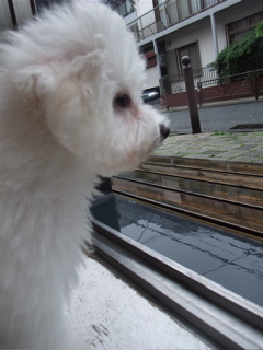 ビションフリーゼ こいぬ情報 子犬情報 仔犬情報 東京 文京区 駒込 フントヒュッテ hundehutte トリミングサロン ビションカット アフロ おにぎりヘアー 78.jpg