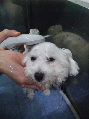 ビションフリーゼ こいぬ情報 子犬情報 仔犬情報 東京 文京区 駒込 フントヒュッテ hundehutte トリミングサロン ビションカット アフロ おにぎりヘアー 91.jpg