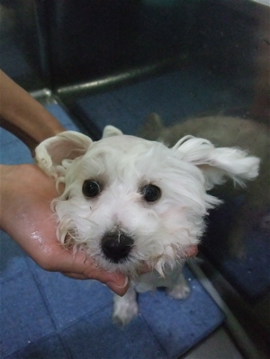 ビションフリーゼ こいぬ情報 子犬情報 仔犬情報 東京 文京区 駒込 フントヒュッテ hundehutte トリミングサロン ビションカット アフロ おにぎりヘアー 92.jpg